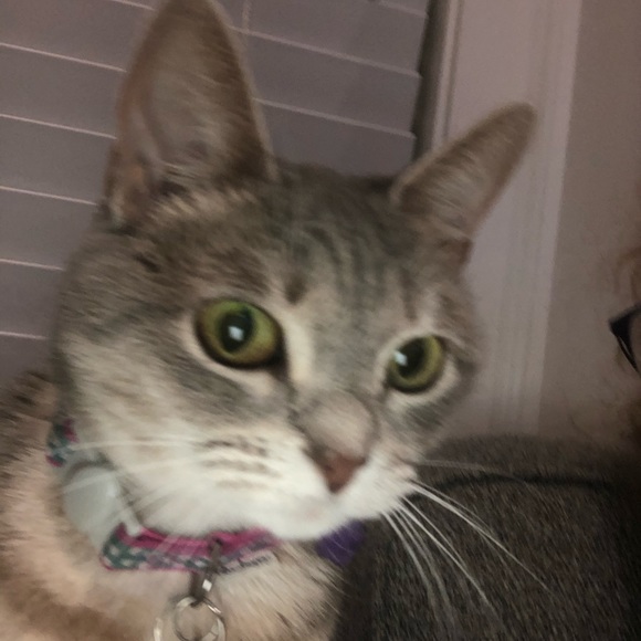 Meet your Posher, Barbara - Picture 1 of 1